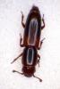 Rhizophagus nitidulus